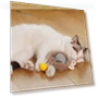 Interactive Cat Toy Ball — Cat Playthings, Kitty Cat House