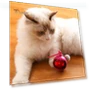 Automatic Moving Ball — Cat Playthings, Pet park