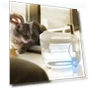 Automatic Cat Filter, Silent Pump Water Bowl — Feeders, Jinkuinduy