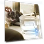Automatic Cat Filter, Silent Pump Water Bowl — Fountains, Jinkuinduy