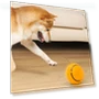 Electric Rolling Ball Toy for Dogs — Automatic Launchers, Pet park
