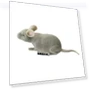 Electric Mouse Toy for Cats — Mice & Animals, Happy6