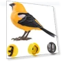 Interactive Toy Bird with Sound and Motion Control — Interactive Learning Devices, Zhonghefu