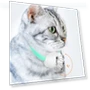 Smart Teasing Collar for Cats — Cat Playthings, Challenge
