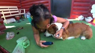 Когтеточка Pet nail Grinder n10  Опыт использования с самого начала. Обзор покупки. Не реклама!