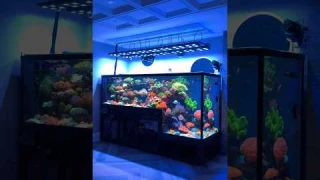 Incredible Drop-Off Saltwater Aquarium Setup 🪸