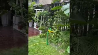 Садовый разбрызгиватель Сумасшедший цветок