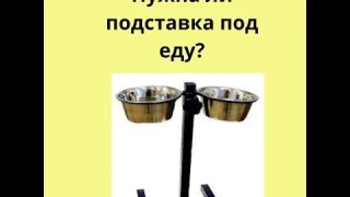 нужна ли подставка под еду собаке? Зачем нужна подставка с мисками  для щенка?