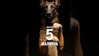 5 фактов о породе – Малинуа #shorts #малинуа #собаки
