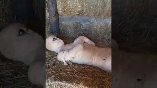 Пирамида с мумией