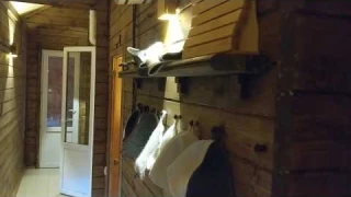 Простой деревянный настенный и потолочный светильник