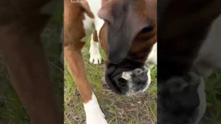 Интерактивный мяч для собак M-Pets PONGO 🐶 Ссылки в описании!