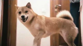 Шибаноиды. Часть 2 - "фильм челюсти"