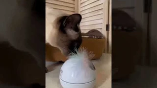 Зачем кошкам нужны интерактивные игрушки?