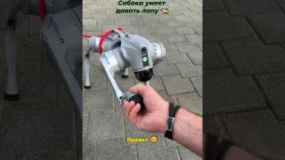 Киберпанк в Минске: по городу гуляет робот-собака Unitree Go2 #unitree #киберпанк #минск