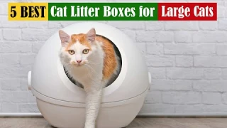 Best Cat Litter Boxes for Large Cats of 2025 [Updated]