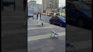 Шпиц и робот Собака смешное видео #dog #собака  #робот #robots
