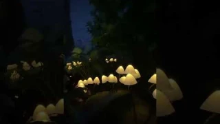 lamp mushrooms