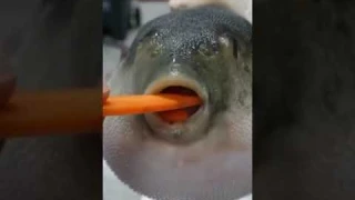 Рыба фугу ест Морковь 🥕🐡