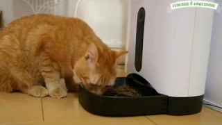 Диспенсер для Корма и Воды для Cобка и Кошек [AliExpress]