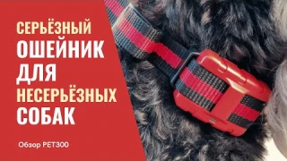 Обзор электронного ошейника PET300 для собак | Amazin.Su