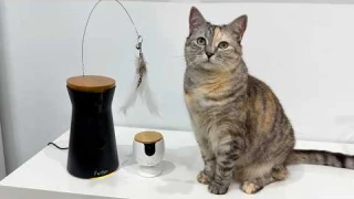 Spying on my cats with Furbo Cameras! | AD