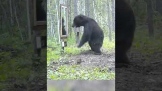 Медведь и зеркало. #shorts #медведь #фотоловушка