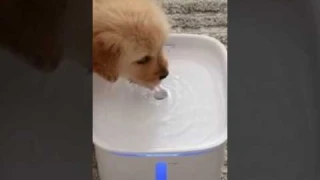 Smart Stainless Steel Pet Water Fountain: Automatic Dispenser for Cats, Dogs, and Multiple Pets #pet