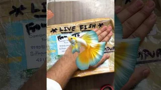 Online aayi Exotic Guppies 🥰 | 86/100 | Pets Vlog #minivlog #pets #petsvlog #aquarium #fish