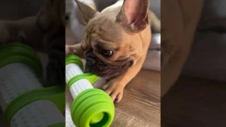Интерактивная игрушка для собак от бренда GiGwi
