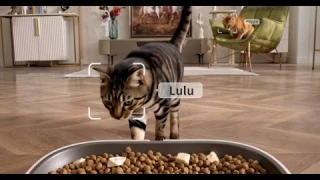 New launch | PETKIT YUMSHARE DUAL-HOPPER 2 automatic pet feeder with camera