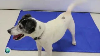 Охлаждающий коврик для животных Polar Pooch
