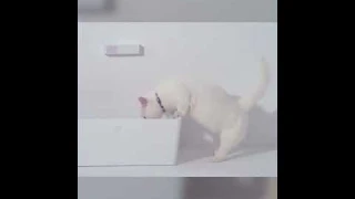 Очиститель воздуха для кошачьего туалета