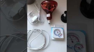 Лучшее отопление в холодном курятнике #своимируками #куры #сарай #зима #фермер #моргун #минусинск