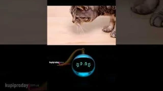 Прыгающий мяч для кошек #shorts