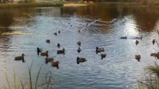 работа камеры HOMTOM HT30