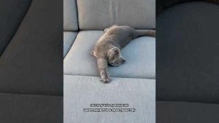 Лучшие породы кошек для квартиры