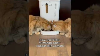 PETKIT YumShare Dual-Hopper with Camera Smart Feeder 🐾 #petkit #pettech #yumshare