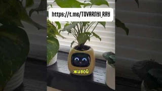 Умный горшок для растений с эмоциями «Smart plants» #wb #wildberries #обзор #товарыдлядома