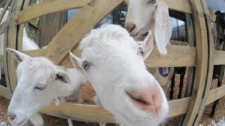 Какие животные обитают на городской ферме ВДНХ