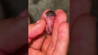 Mother and baby left to starve to death on a glue trap, while the homeowners went on vacation…