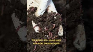 Три легких способа определить кислотность почвы на своем участке! Рекомендации биолога