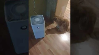 Новый Очиститель воздух ксиаоми #xiaomi #cat #кот #mainecoon