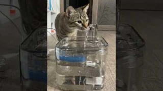 Xiaomi💩? Обзор на фонтан поилку с OZON ↗️Ссылки в описании #funnycats #catshorts #catvideos #поилка