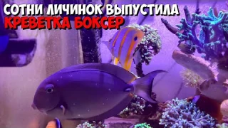 Рыбы пируют, креветка выпустила своих личинок | Морской аквариум