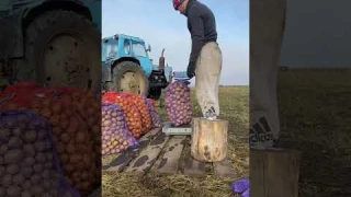 Бизнес на выращивании картофеля. Сбор урожая 2023.