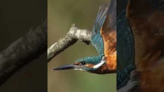 Sony A9III v A1 mark 2 #photography #wildlife #birds #camera #sony