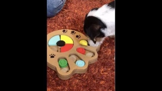 Обзор Интерактивной Игрушки для Собак