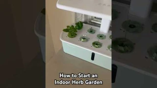 Affordable Indoor Gardening: growing herbs in LetPot Air🪴 #indoorgardening #hydroponics #herbs