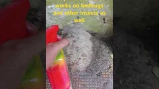 Do you find black worms around your house? Try any Khatnil product, work great. #blackworms #worms